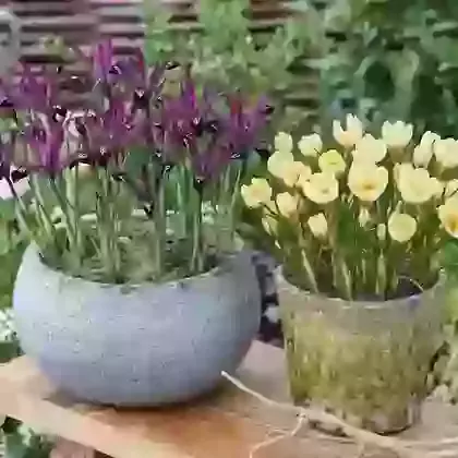 Crocus & Iris Collection